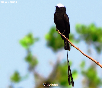 Aves, aves do Brasil, Aves do Tocantins, Palmas, Tocantins, Birds, Birds of Brazil, Pássaros, passaros, passarinhos, fotos de aves, fotografia de aves, fotos, natureza