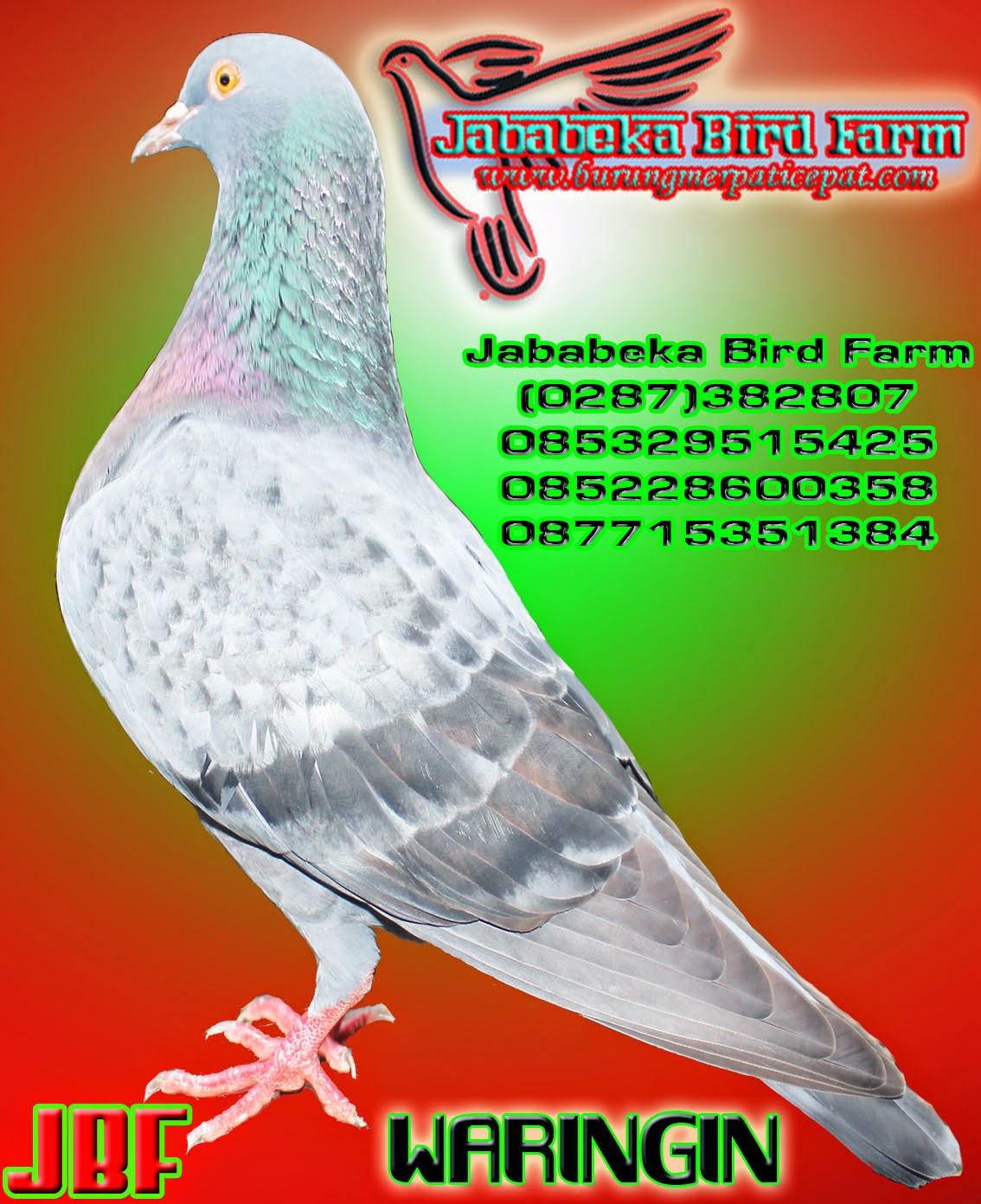 0287 382807 085228600358 085329515425 Sejarah Burung Burung