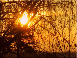 sunrise through the willow