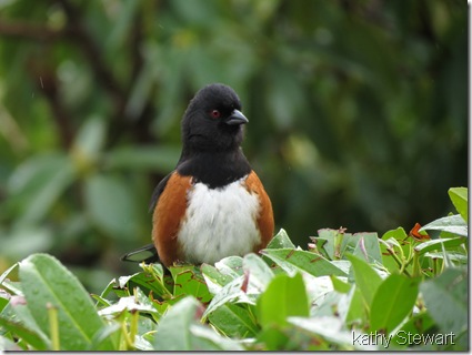 Spotted Towhee