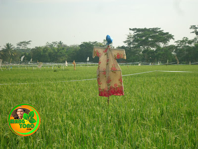 Mengusir burung pipit dengan orang - orangan sawah.