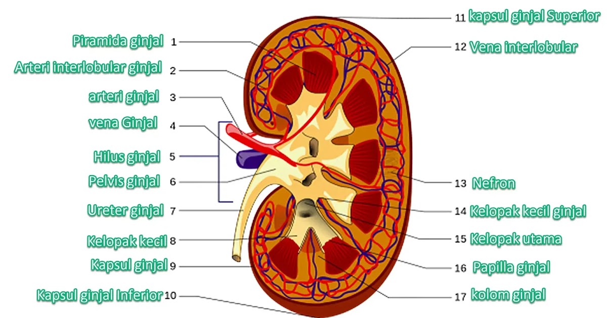 Anatomi Ginjal  Fungsi Ginjal  dan Struktur Ginjal 