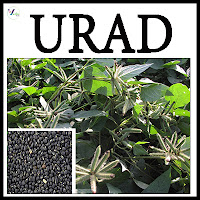 Urad Varieties