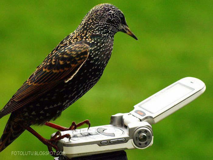 Seandainya si burung punya BB, pasti dia ngetiknya bisa lebih cepet