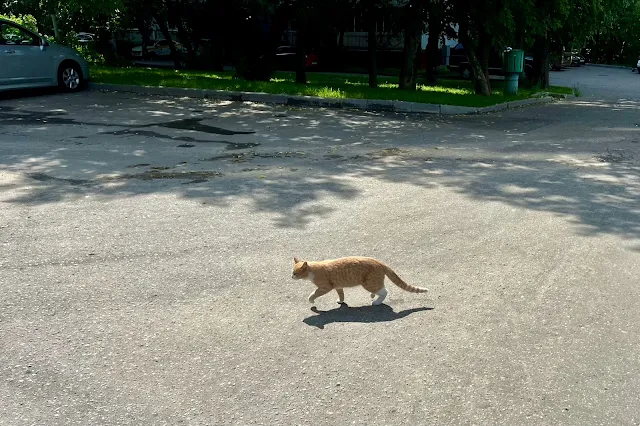 Винницкая улица, кот