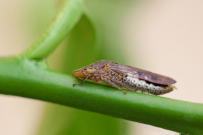 Glassy-winged sharpshooter Homalodisca vitripennis (Hemiptera: Cicadellidae)