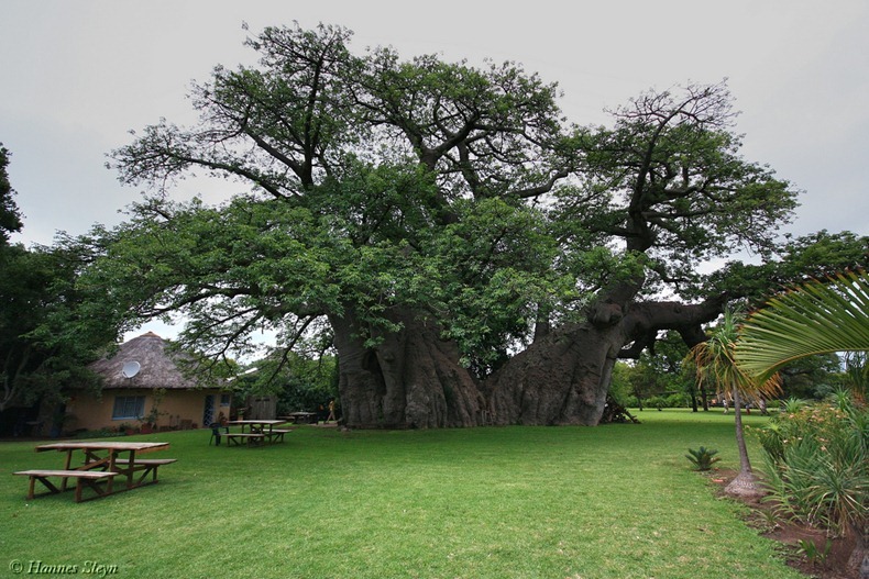 sunland-baobab-1