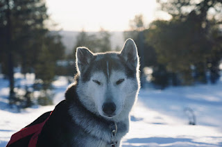 Husky in Idre, Schweden