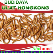 https://bioboostsakti.blogspot.co.id/p/budidaya-ulat-hongkong.html