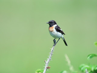 beautiful Wallpaper HD Of Birds