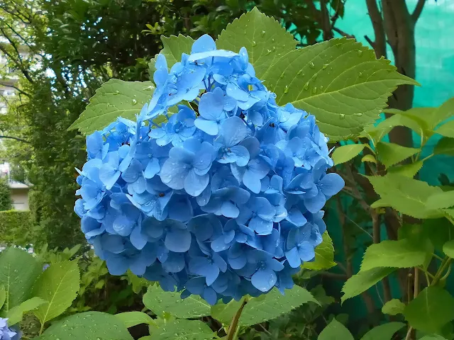 雨に濡れた水色のアジサイ
