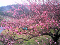 豊岡梅園