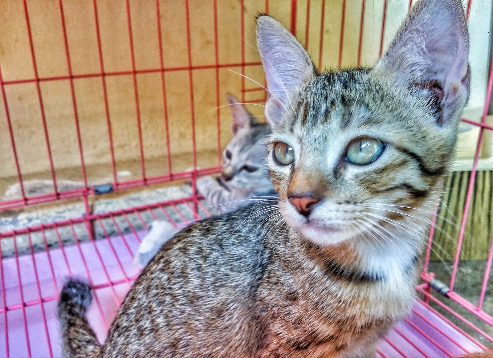 Koleksi Gambar Penuh Kasih Sayang Seorang Pencinta Kucing