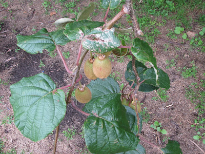 Kiwi Plant