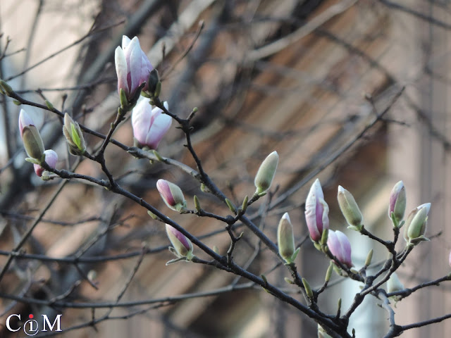 magnolie, wiosna, Gliwice