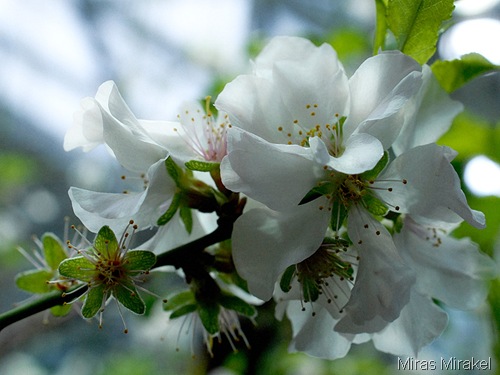 _DSC0486e
