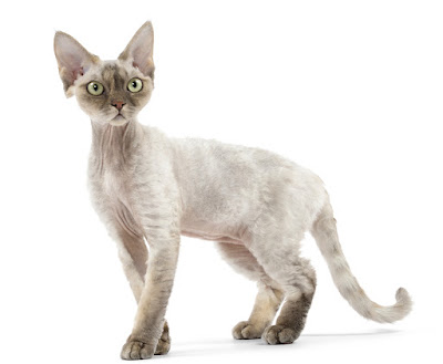 devon-rex_associazione_mammagatta