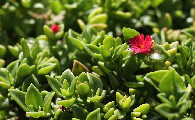 Aptenia Cordifolia Flowers Pictures