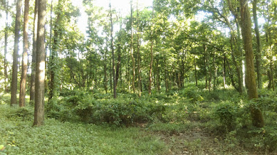 Bhawal National Park in Bnagladesh