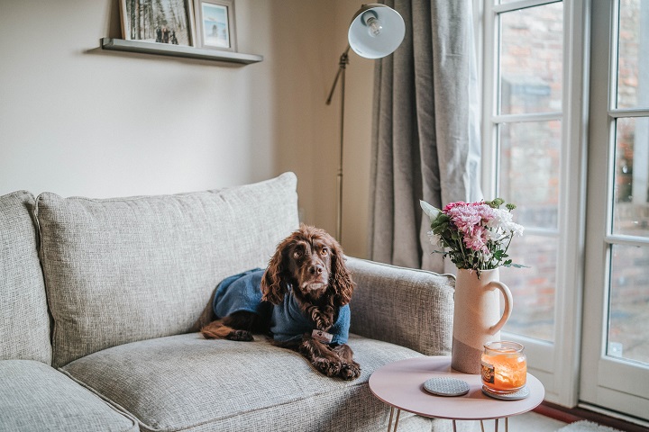 The Best Dog Friendly Sofa