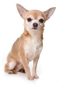 ชิวาวา (Chihuahua)