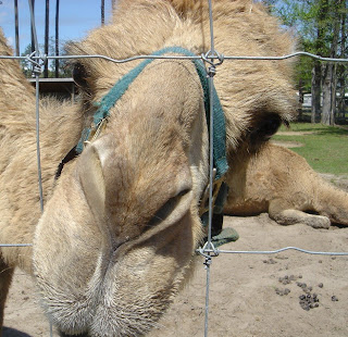 Kiss This! Camel's nose.