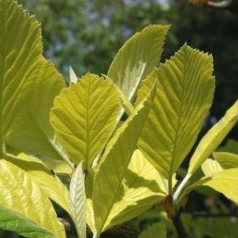 Sorbus aria 'Aurea'