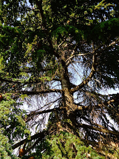 Cedar trees are large