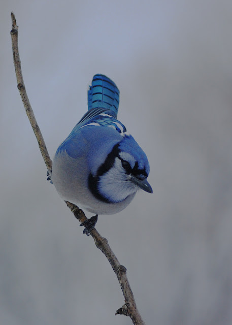 Bluey jay wallpaper,blue jay images,blue jay photo,blue jay images,beautiful blue jay,cute blue jay,the blue jays,blue jay birds,  the toronto blue jays,toronto blue jays,blue jays,blue jay bird,flying blue jay,