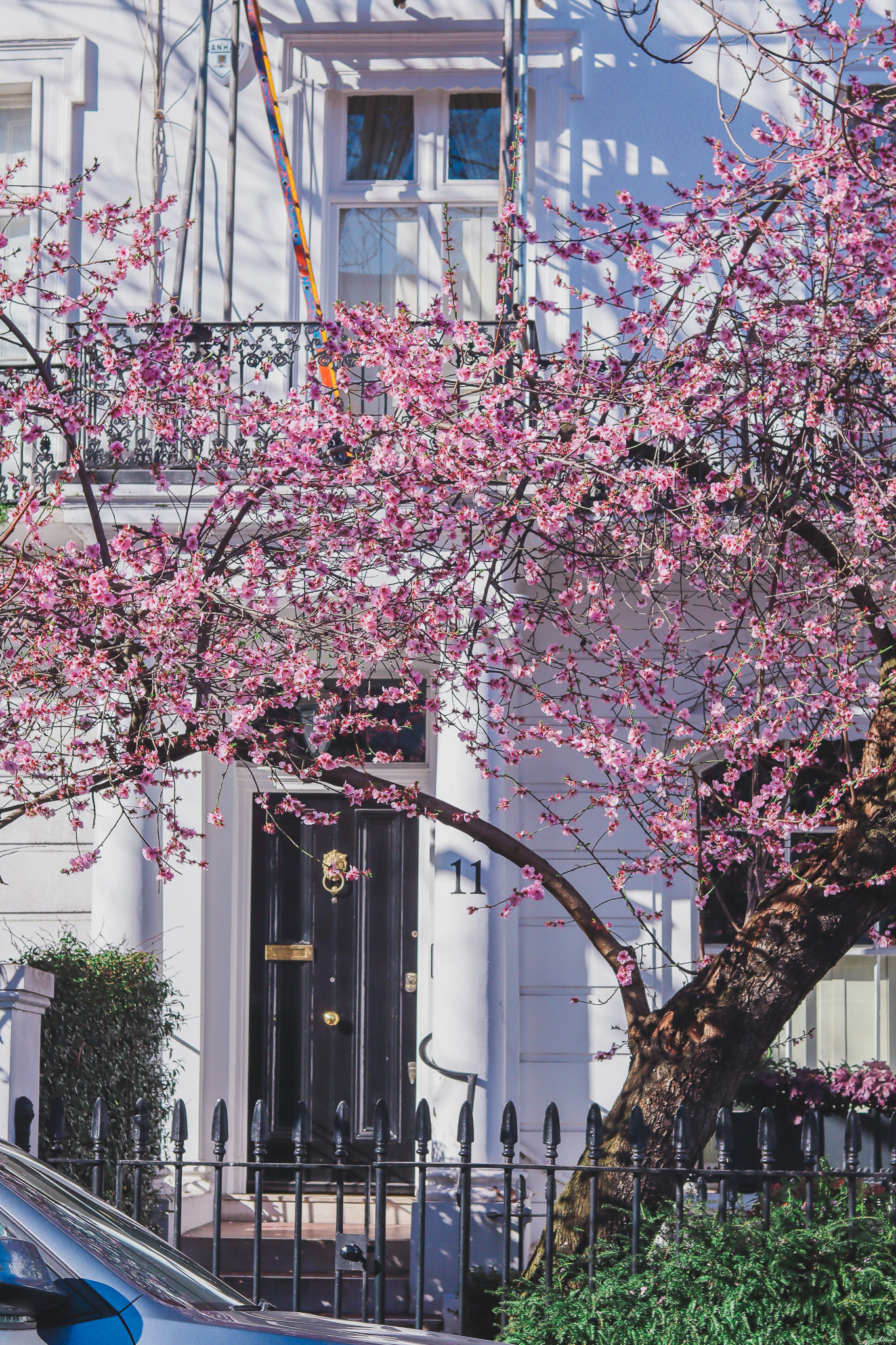 11 thurloe street in bloom