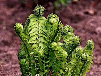 Ostrich Fern Matteuccia garden сад tree дерево plant цветок flower растение grow выращивание vegetable огород многолетние fruit seeds grass семена berry growing landscaping трава planting gardening perennial посадка cultivation shrub фрукт ягода куст озеленение многолетник овощеводство cадоводство