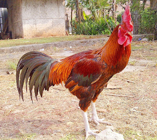 ayam pelung indonesia