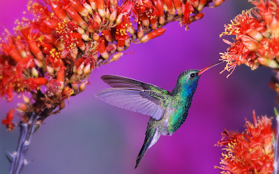 Humming Small Bird Wallpaper