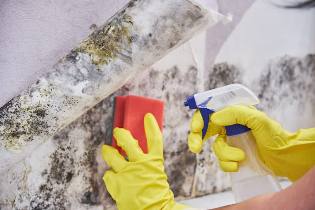 mould-removal-in-melbourne