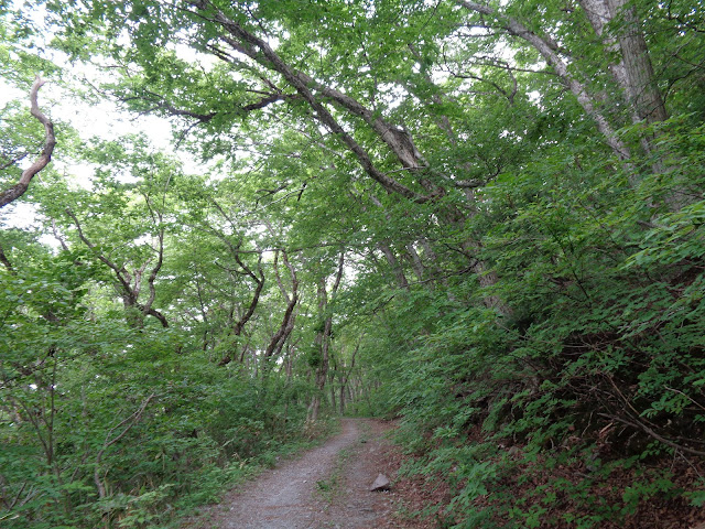 横手道を大山寺方面へ歩きます