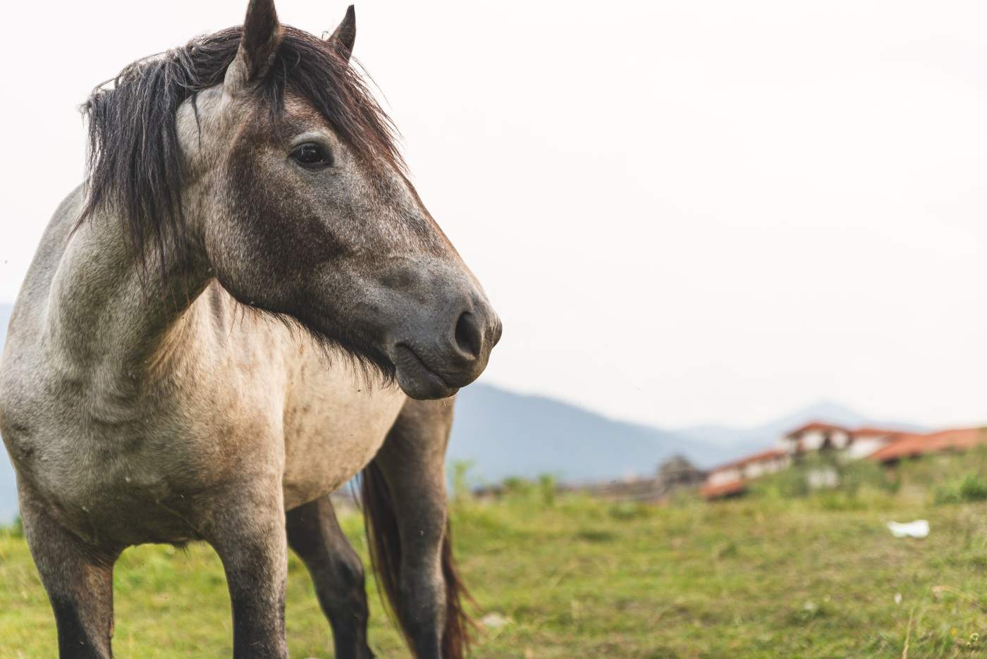 grey horse in field with hill - ask a farrier - will cushing's disease affect my horse's hooves