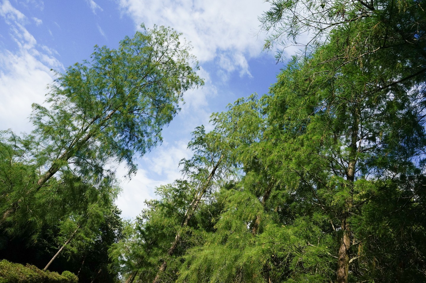 泰安登山步道