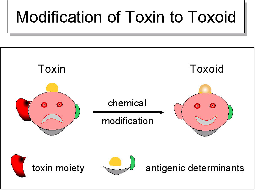 Toxoid - Keyboard Exploit