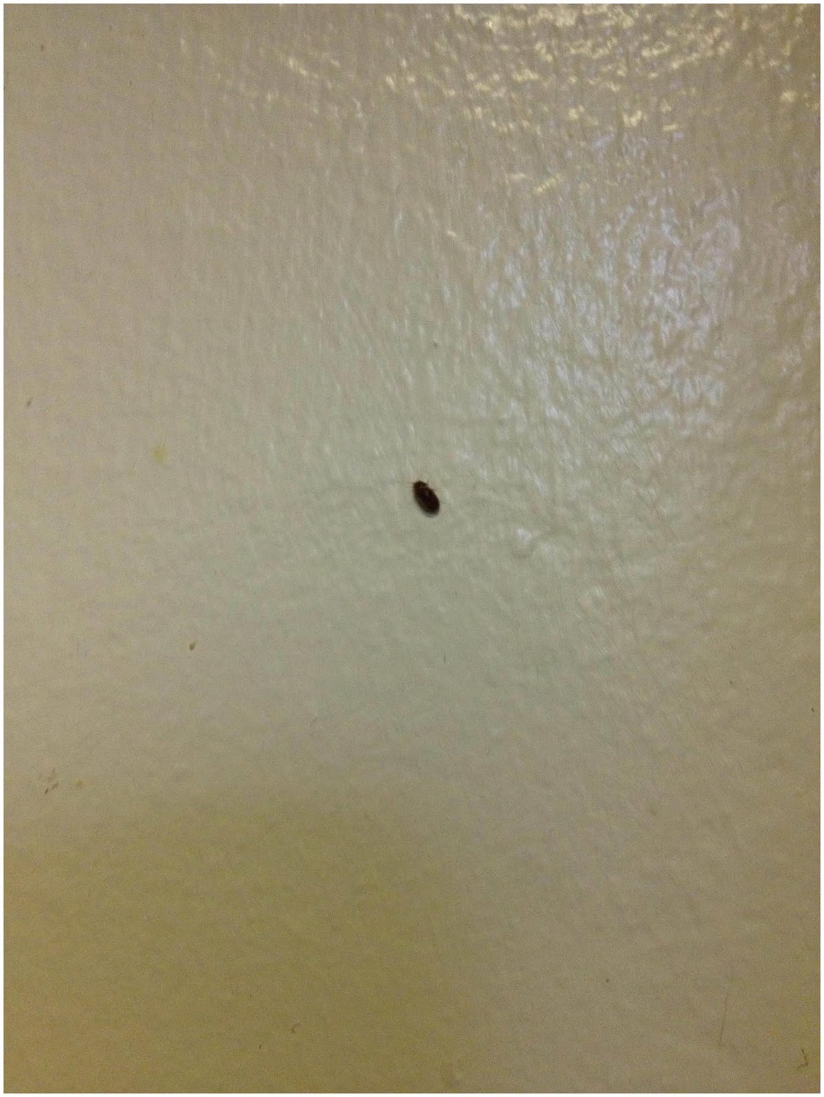 17 Small Crawling Bugs In Kitchen pest control Small,Crawling,Bugs,In,Kitchen