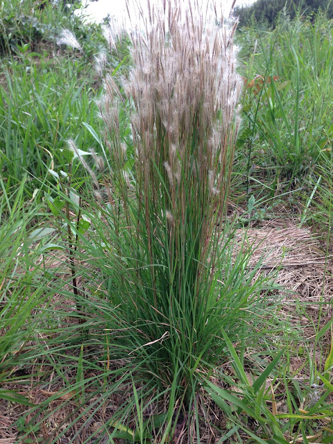 como-plantar-capim-colchão-andropogon-leucostachyus-plantas-ornamentais-nativas