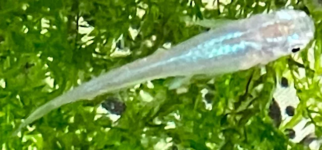 深海(しんかい)メダカ 稚魚 ２０２日目
