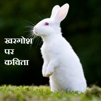 खरगोश पर कविता | Poem on rabbit in Hindi