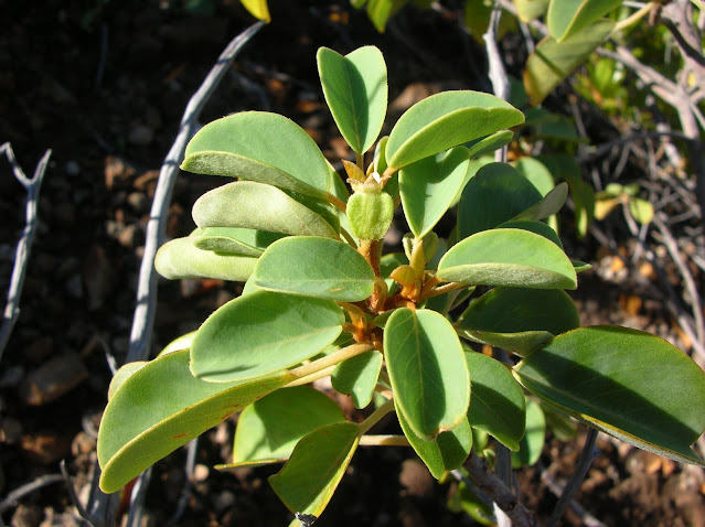 Gouania hillebrandii