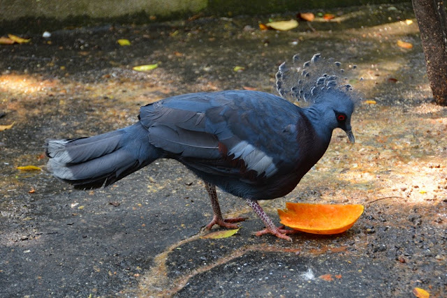 KL Bird Park