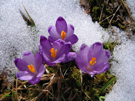 My Nature Photos Flori De Primăvară