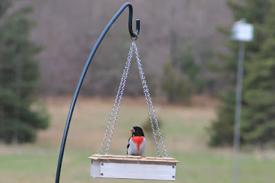 male rose-breasted grosbeak