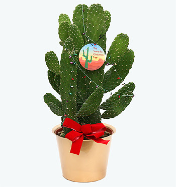 Santa Fe Christmas Tree, Opuntia falcata