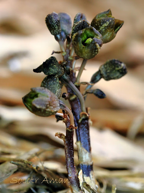 Gastrodia confusa