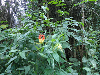 Glory lilly, coorg, kodava, glory lily