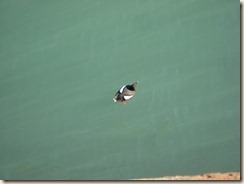Black-Guillemot--3-May-037_thumb